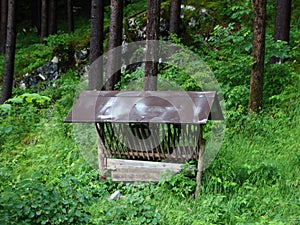 Wildlife Forage Fodder Station in Mountain Forest