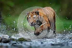 Wildlife in the forest, tiger river water walk.  Amur tiger, angerous animal in taiga, Russia. Animal in green forest stream. Grey