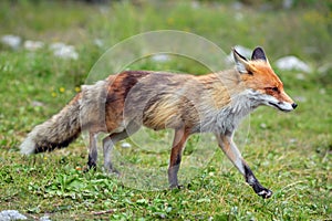 Wildlife fox