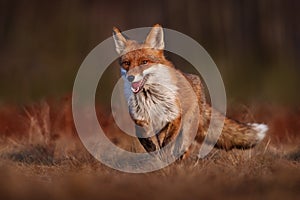 Wildlife - fox run on orange autumn gress meadow. Cute red Fox, Vulpes vulpes in fall forest. Beautiful animal in nature habitat.