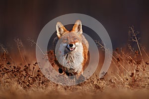 Wildlife - fox run on orange autumn gress meadow. Cute red Fox, Vulpes vulpes in fall forest. Beautiful animal in nature habitat.