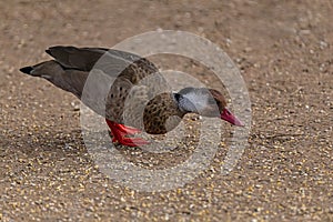 Wildlife free duck bird