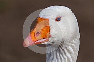 Wildlife free goose bird