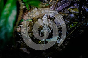 Wildlife: A Ghost Lizard is seen dwelling in the Jungles of Guatemala photo