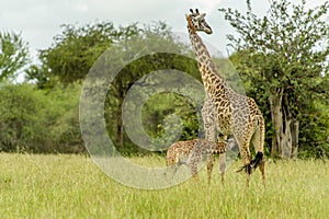 Wildlife - Giraffe