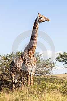 Wildlife Giraffe Animals Wilderness