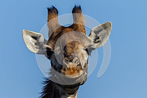 Wildlife Giraffe Portrait Animal