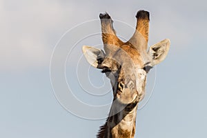 Wildlife Giraffe Portrait Animal