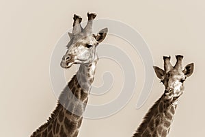 Wildlife Giraffes Animal Plateau Sepia Vintage