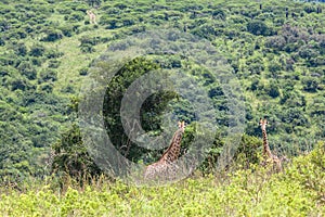 Wildlife Giraffes Landscape