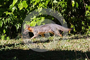 Wildlife: A Gray Fox seen in the wild in Guatemala