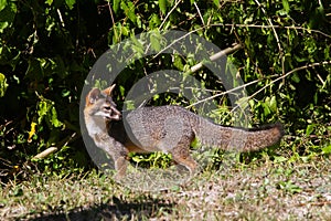 Wildlife: A Gray Fox seen in the wild in Guatemala