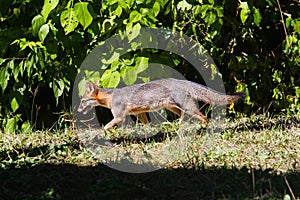 Wildlife: A Gray Fox seen in the wild in Guatemala photo