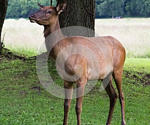 Wildlife In The Great Smoky Mountains National Park