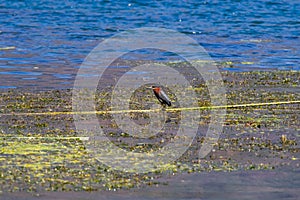 Wildlife:A Green Heron stands on a rope in Lake Atitlan Guatemala