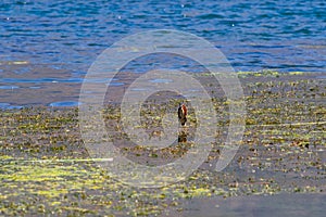 Wildlife:A Green Heron stands on a rope in Lake Atitlan Guatemala