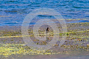 Wildlife:A Green Heron stands on a rope in Lake Atitlan Guatemala