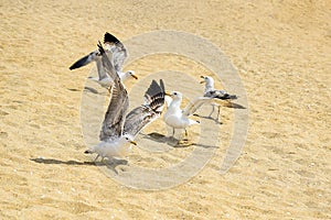 Wildlife: Group of seagulls frolic on seashore on warm sunny day. Beach story. Copy space. Close-up