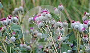 In the wildlife grows burdock (Arctium