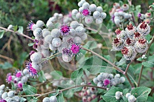 In the wildlife grows burdock (Arctium