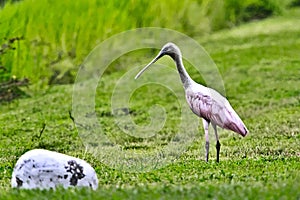 Wildlife in Guatemala: A Roseate spoonbill is seen walking looking for food photo