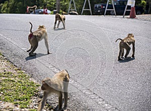 Wildlife harrasment in tourist places - monkey steal food from vehicles of tourist who stoped to make photo on a