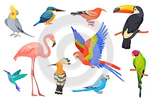 Wildlife hawaiian birds. Exotic beauty bird of tropical paradise jungle brazil or colombia, macaw parakeet toucan