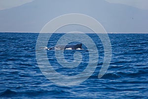 Wildlife: A Humpback Whale swims with her calf in the Pacific Ocean of Guatemala