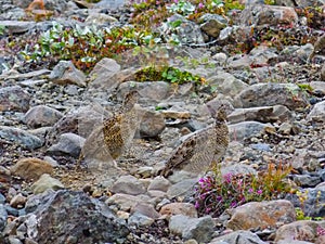 Wildlife in Iceland