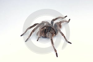 Wildlife image of Tarantula with white background