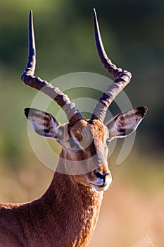 Wildlife Impala Buck Head Portrait