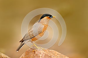 Wildlife India. Brahminy myna or brahminy starling, Sturnia pagodarum, bird from India. Myna sitting on the stone, clear backgroun