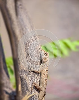 Wildlife of Indian Oriental Garden Lizard Calotes versicolor, detail eye portrait of exotic tropic animal sitting on tree bark in