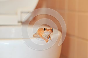 Frog at bathroom wildlife invade the house photo