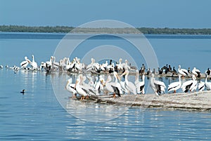 Wildlife on Isla de los Pajaros, Mexico photo