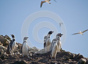 Wildlife on Islas Ballestas in Peru photo