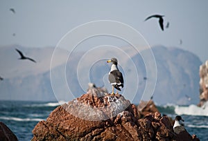 Wildlife on Islas Ballestas in Peru photo