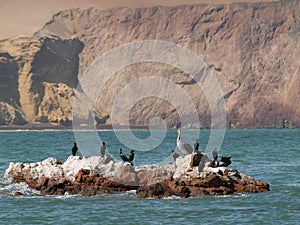 Wildlife on Islas Ballestas in Peru