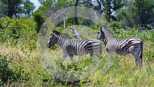 Wildlife in Kruger National Park, South Africa