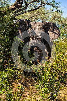 Wildlife in Kruger National Park, South Africa