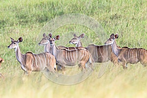 Wildlife Kudu Buck Animal