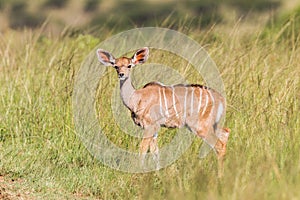 Wildlife Kudu Buck Calf Animal