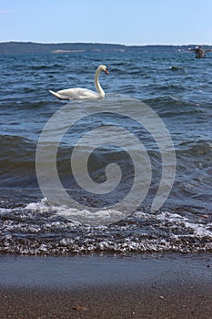 Beautiful white swan on the lake of Bracciano photo
