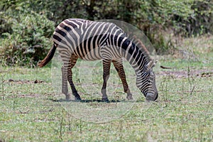 wildlife at lake Manyara in Tanzania