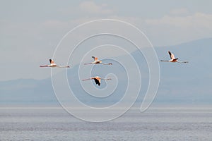 wildlife at lake Manyara in Tanzania