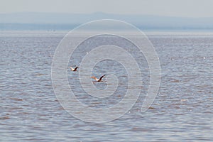 wildlife at lake Manyara in Tanzania