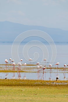 wildlife at lake Manyara in Tanzania