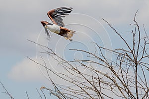 wildlife at lake Manyara in Tanzania