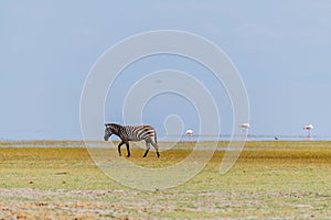 wildlife at lake Manyara in Tanzania