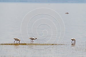 wildlife at lake Manyara in Tanzania